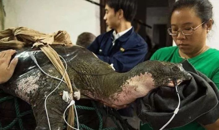 全球最孤寂的神兽,最孤独的三只神兽