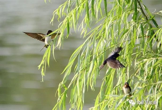 北京怎么治过敏鼻炎 (在北京过敏鼻炎哪里看有效)