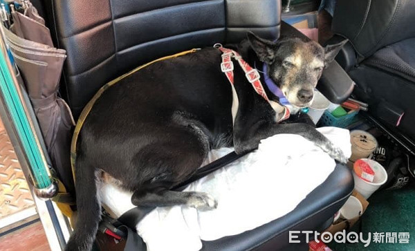 45只汪搭游览车出去玩 路人抢合照