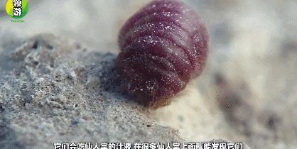 BBC又来惊爆：你抹口红，就是在亲吻上万只昆虫尸体？美丽背后这么血腥…