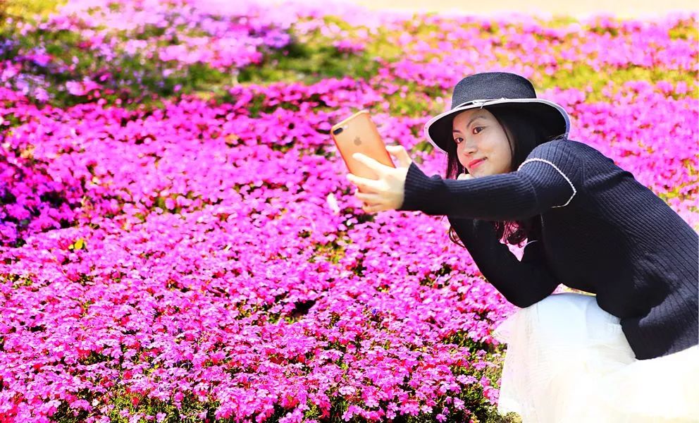 【早安·芜湖】中山南路的10多棵大树为何被砍？