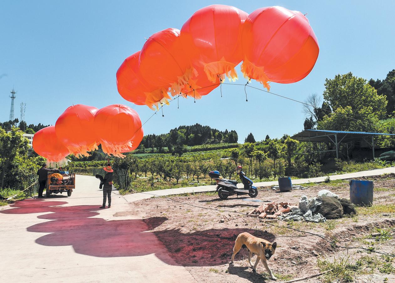 田间为啥飘起红气球人民日报报道成都“土发明”
