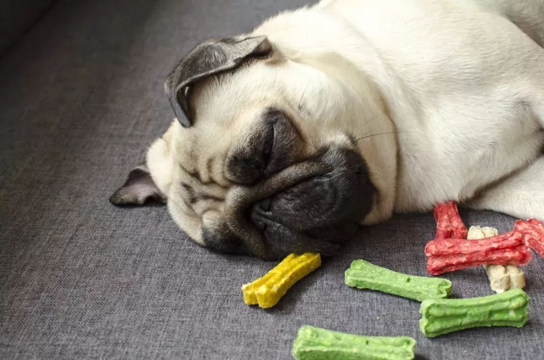 狗狗关于疾病的小知识,狗狗骨骼知识