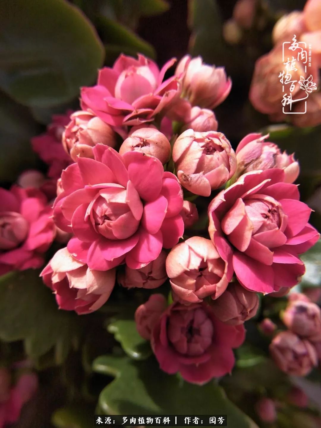 多肉开花最好看最好养前十名,多肉哪个品种开花最好看