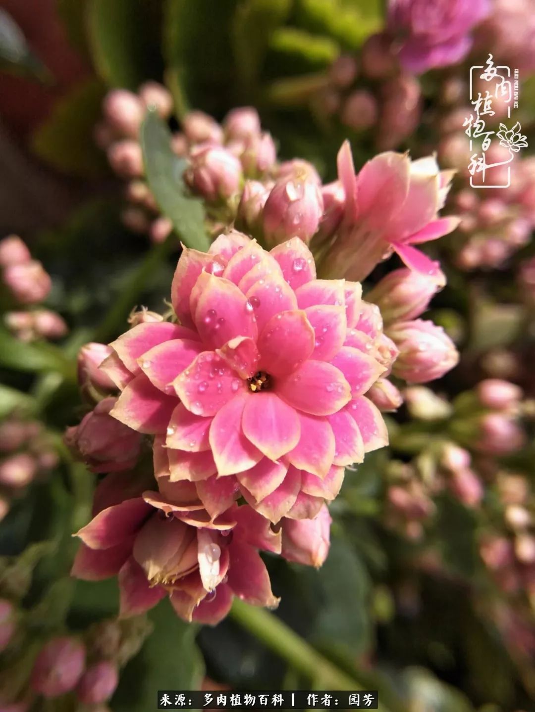 多肉开花最好看最好养前十名,多肉哪个品种开花最好看