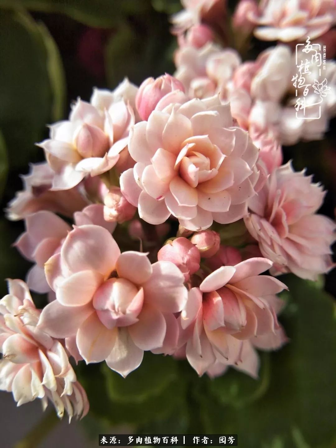 多肉开花最好看最好养前十名,多肉哪个品种开花最好看