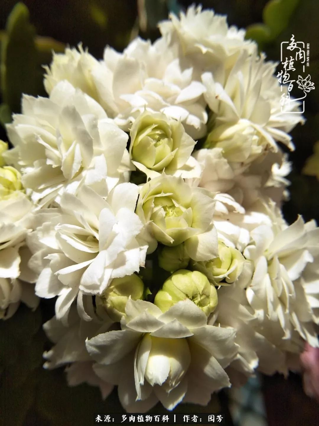 多肉开花最好看最好养前十名,多肉哪个品种开花最好看