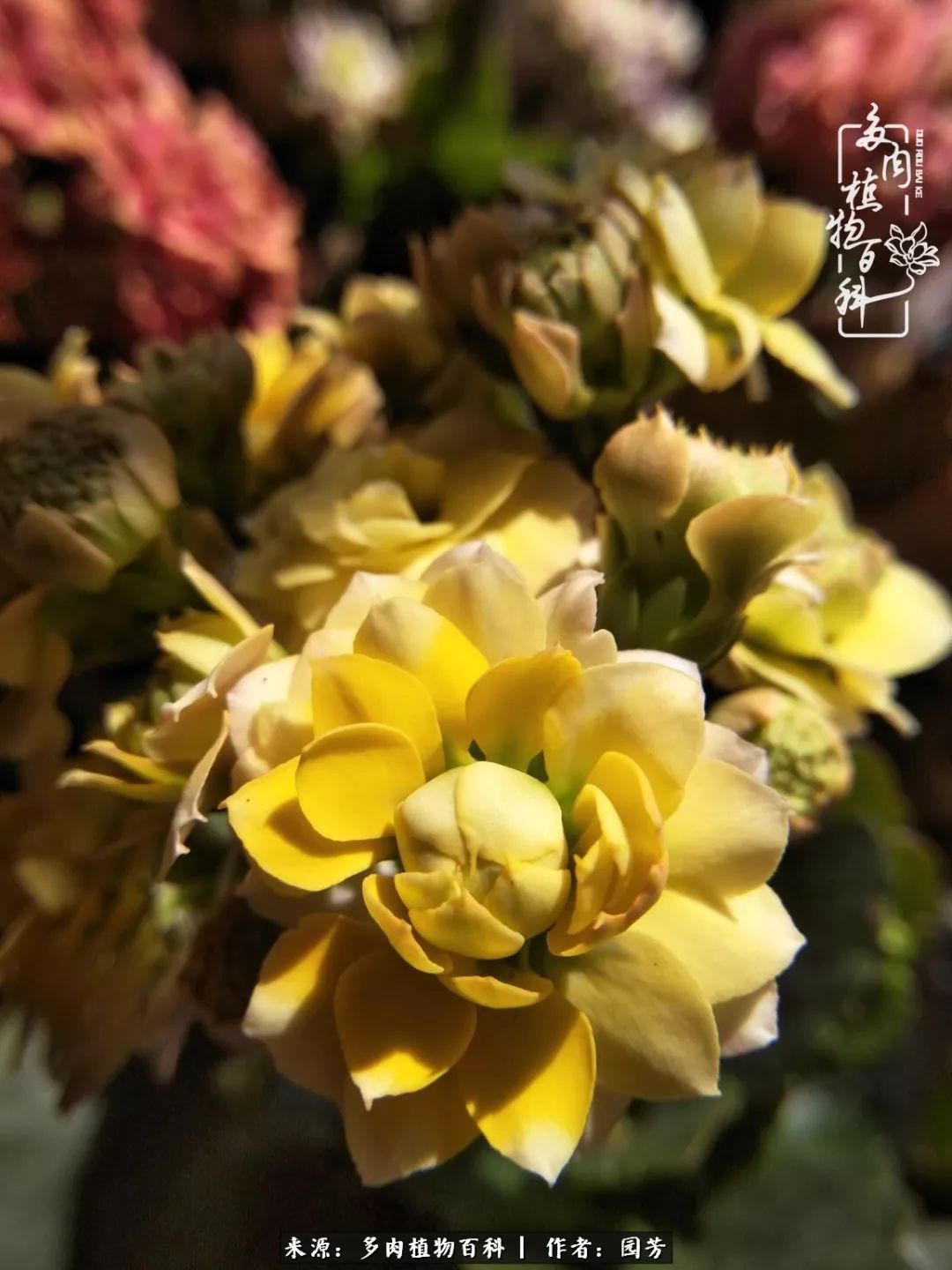 多肉开花最好看最好养前十名,多肉哪个品种开花最好看