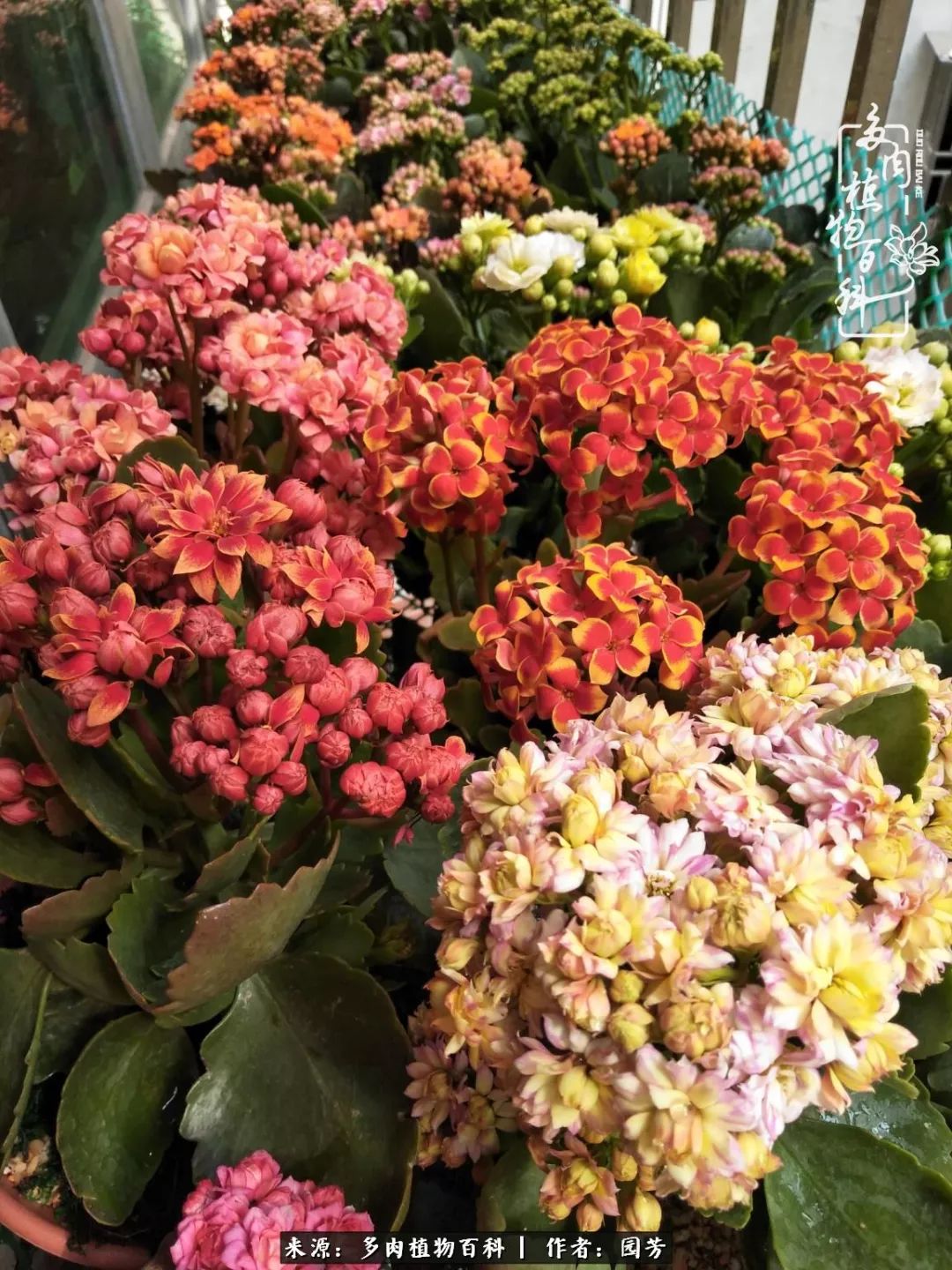 多肉开花最好看最好养前十名,多肉哪个品种开花最好看