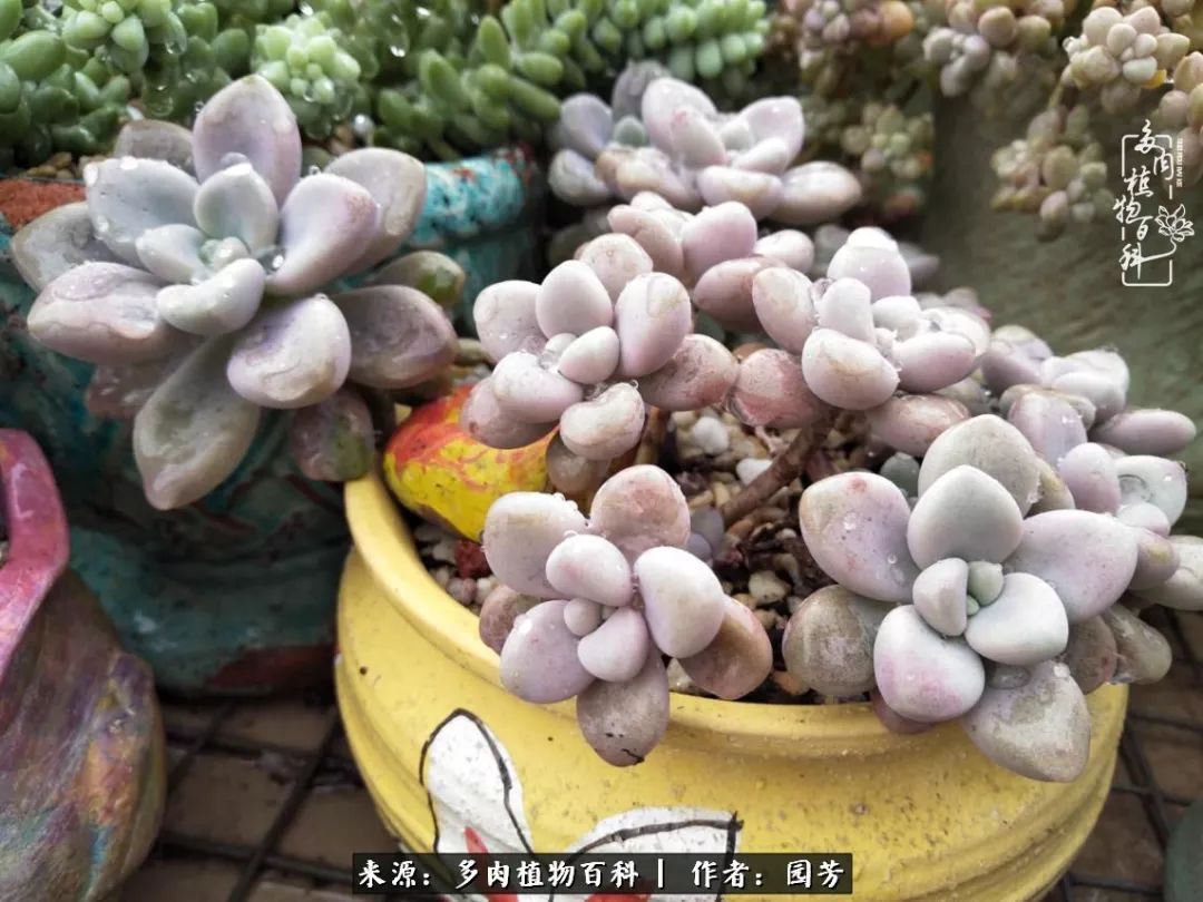 多肉开花最好看最好养前十名,多肉哪个品种开花最好看