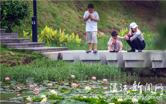 夏日荷塘接天莲叶无穷碧,接天莲叶无穷碧荷塘美景