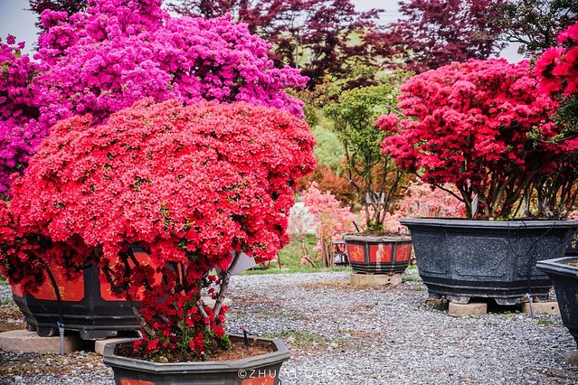 无锡赏花一日游,无锡春日樱花旅游攻略