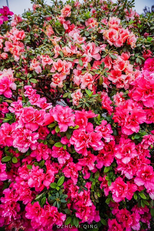 无锡赏花一日游,无锡春日樱花旅游攻略