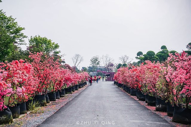 无锡赏花一日游,无锡春日樱花旅游攻略