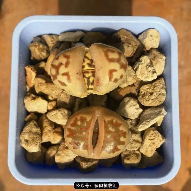 听说这段时间，肉友都在疯狂手撕屁屁？别了吧，再撕屁屁就烂了！