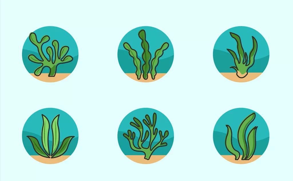 种水草赚钱不,种植水草能赚钱吗