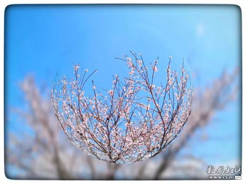 云南昆明花之都鲜花,昆明鲜花之都