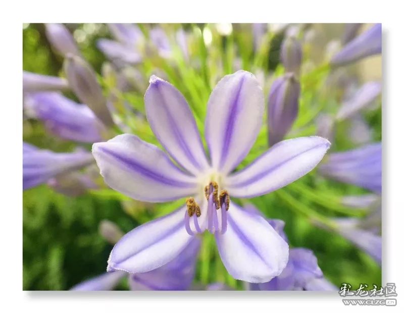 云南昆明花之都鲜花,昆明鲜花之都