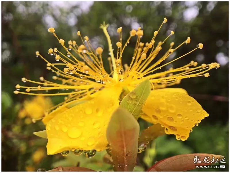 云南昆明花之都鲜花,昆明鲜花之都