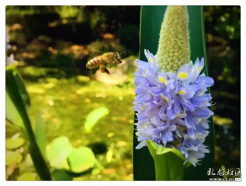 云南昆明花之都鲜花,昆明鲜花之都