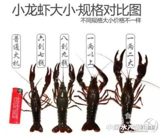 养殖小龙虾投资与利润,稻田养殖小龙虾亩利润