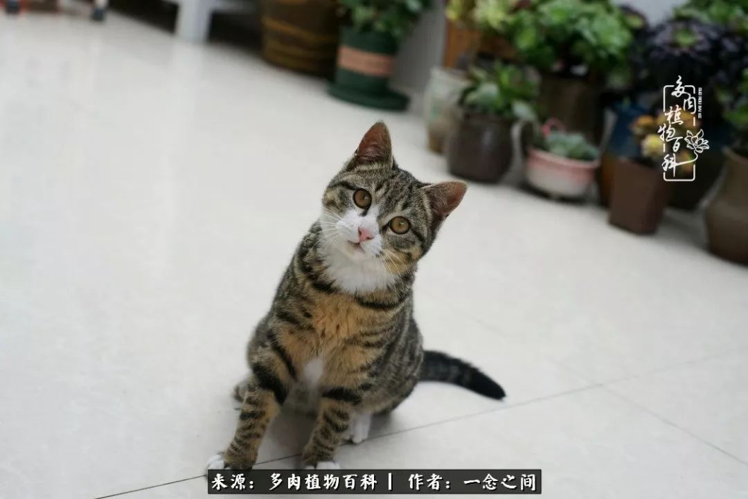 天敌Or天使：多肉与萌宠共处一室，究竟是谁的幸与不幸?