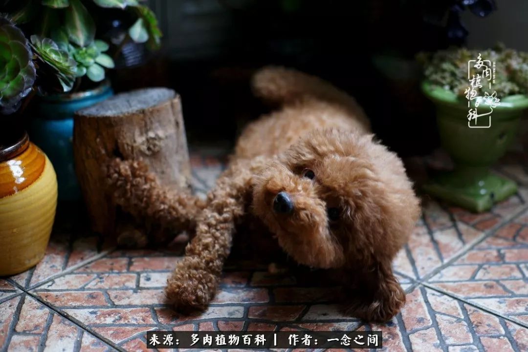 天敌Or天使：多肉与萌宠共处一室，究竟是谁的幸与不幸?