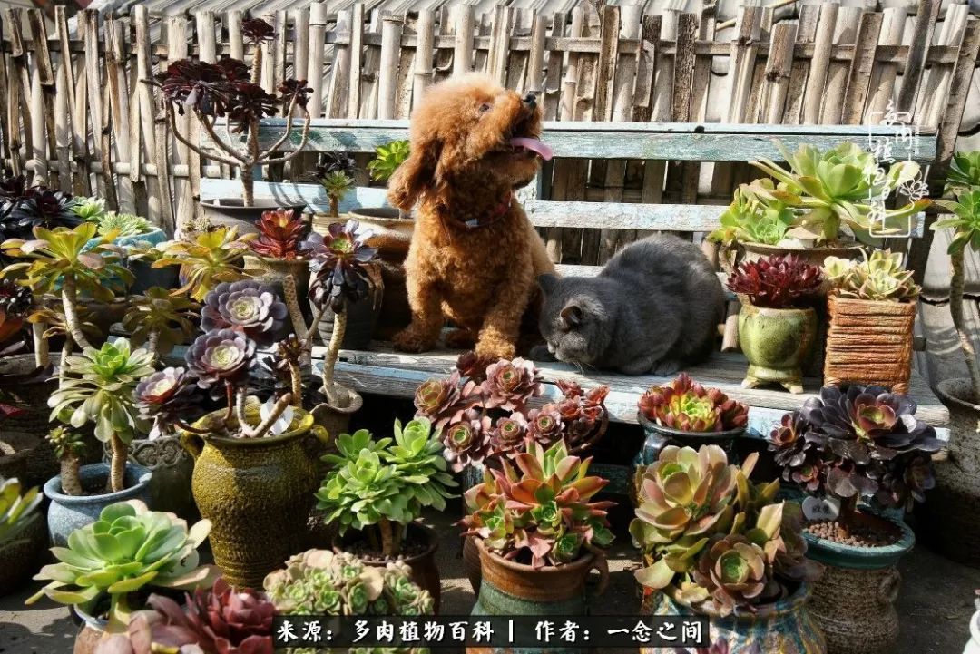 天敌Or天使：多肉与萌宠共处一室，究竟是谁的幸与不幸?