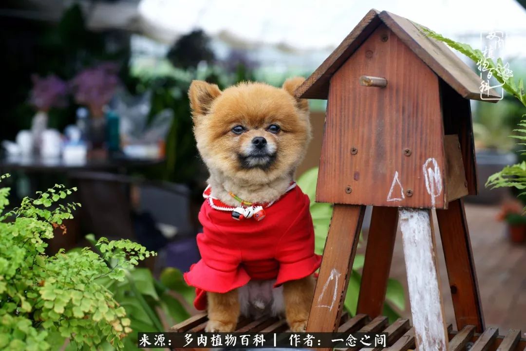 天敌Or天使：多肉与萌宠共处一室，究竟是谁的幸与不幸?