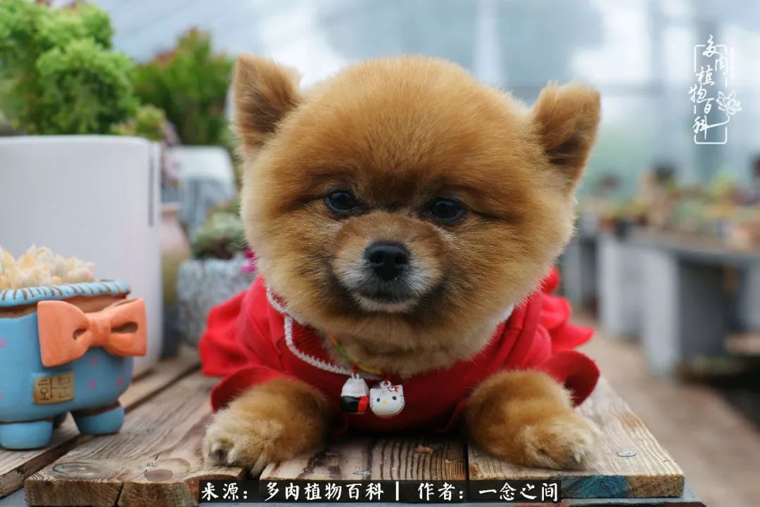 天敌Or天使：多肉与萌宠共处一室，究竟是谁的幸与不幸?