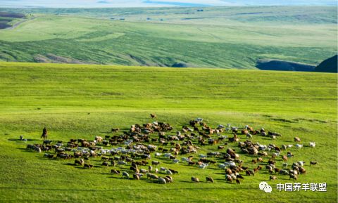 他把羊肉带出了天山,半年在京东“圈粉”30万