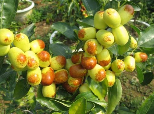 黄李强段淑敏:枣想告诉你|红枣期货上市必知小知识!