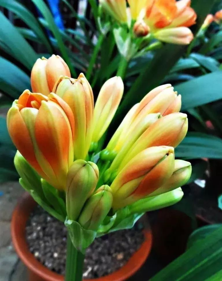 肿瘤专家谈抗癌,中医肿瘤专家谈抗癌