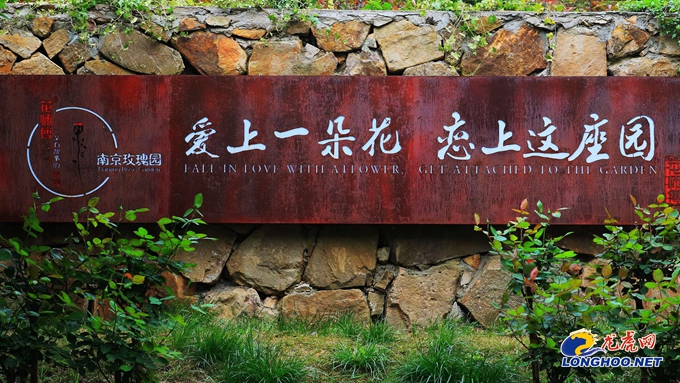 南京玫瑰园开园时间,满园春色关不住郁金香