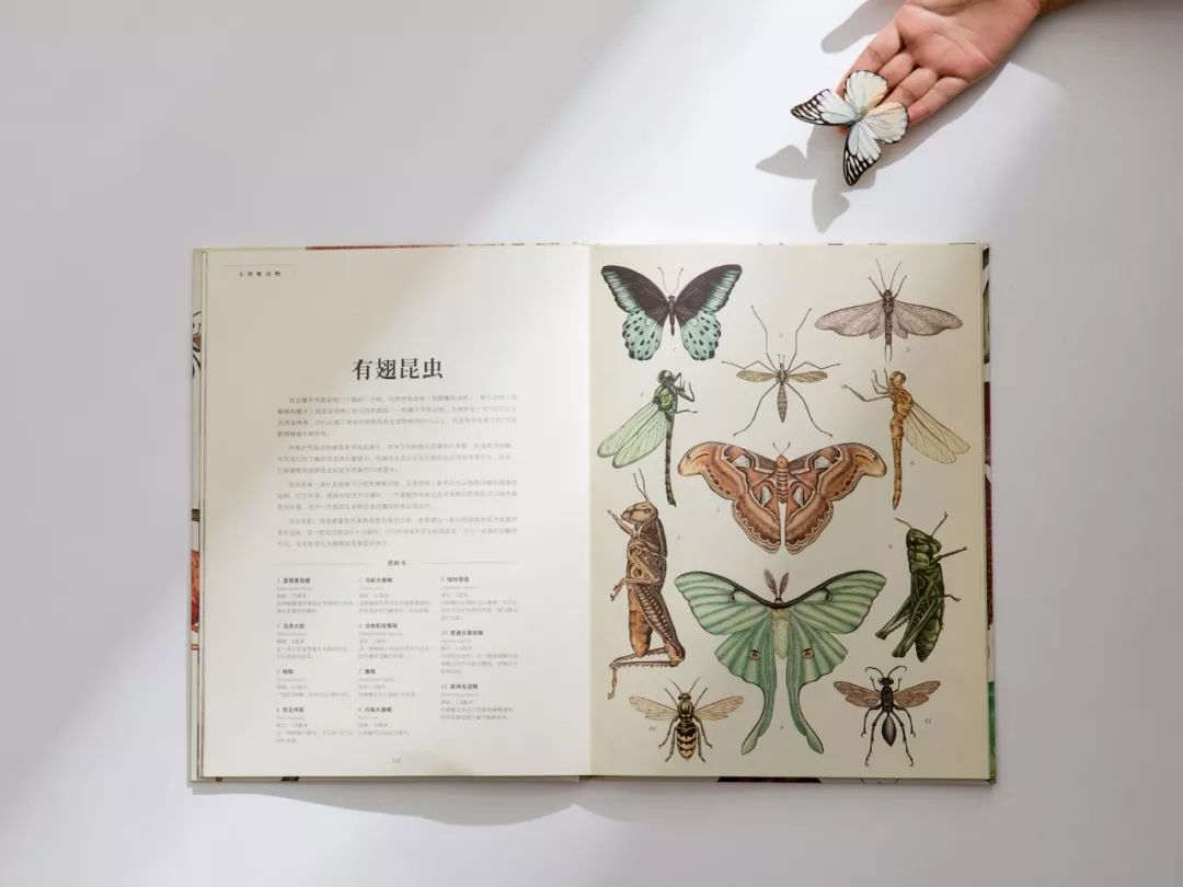 堪称一绝的野生动物画,世界动物画谱