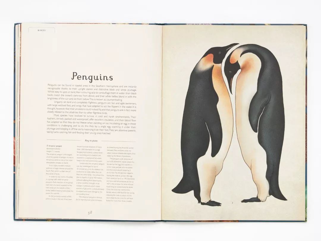 堪称一绝的野生动物画,世界动物画谱