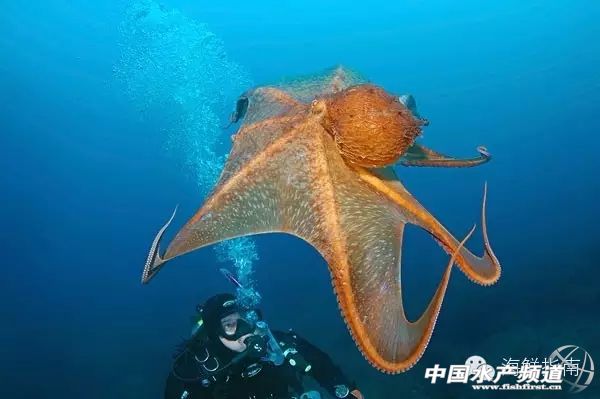 如何区分章鱼墨鱼鱿鱼,怎么区分章鱼乌贼墨鱼鱿鱼