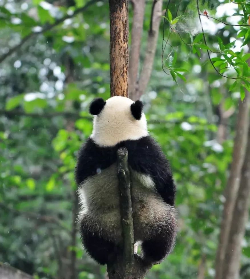 熊猫萌到什么程度,熊猫萌