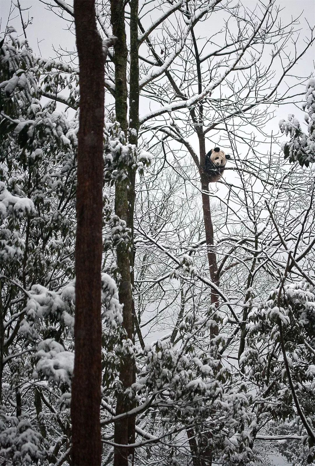 【荐读】熊猫：萌啥子哟，我是要雄起！
