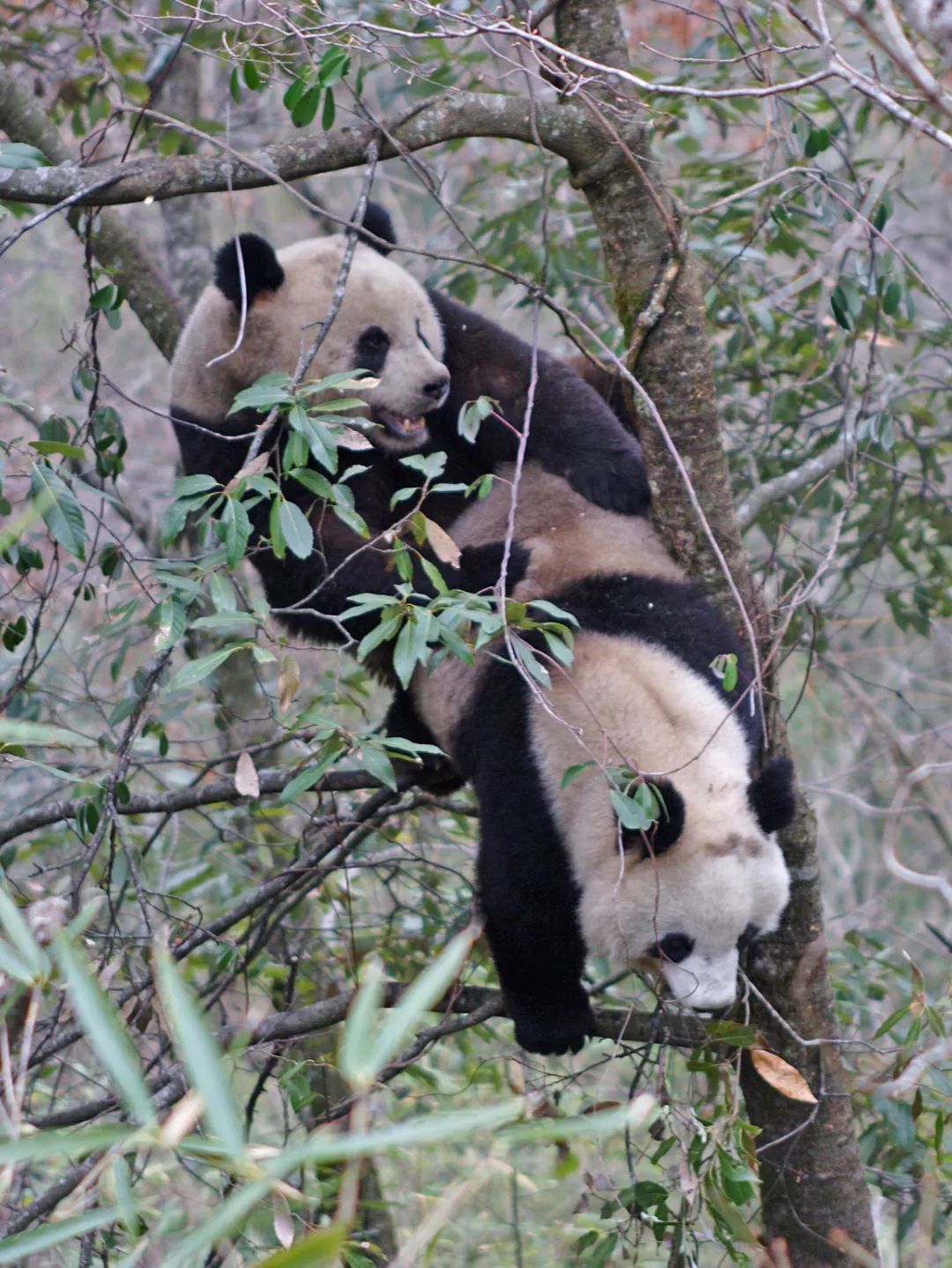 熊猫萌啦,熊猫萌化