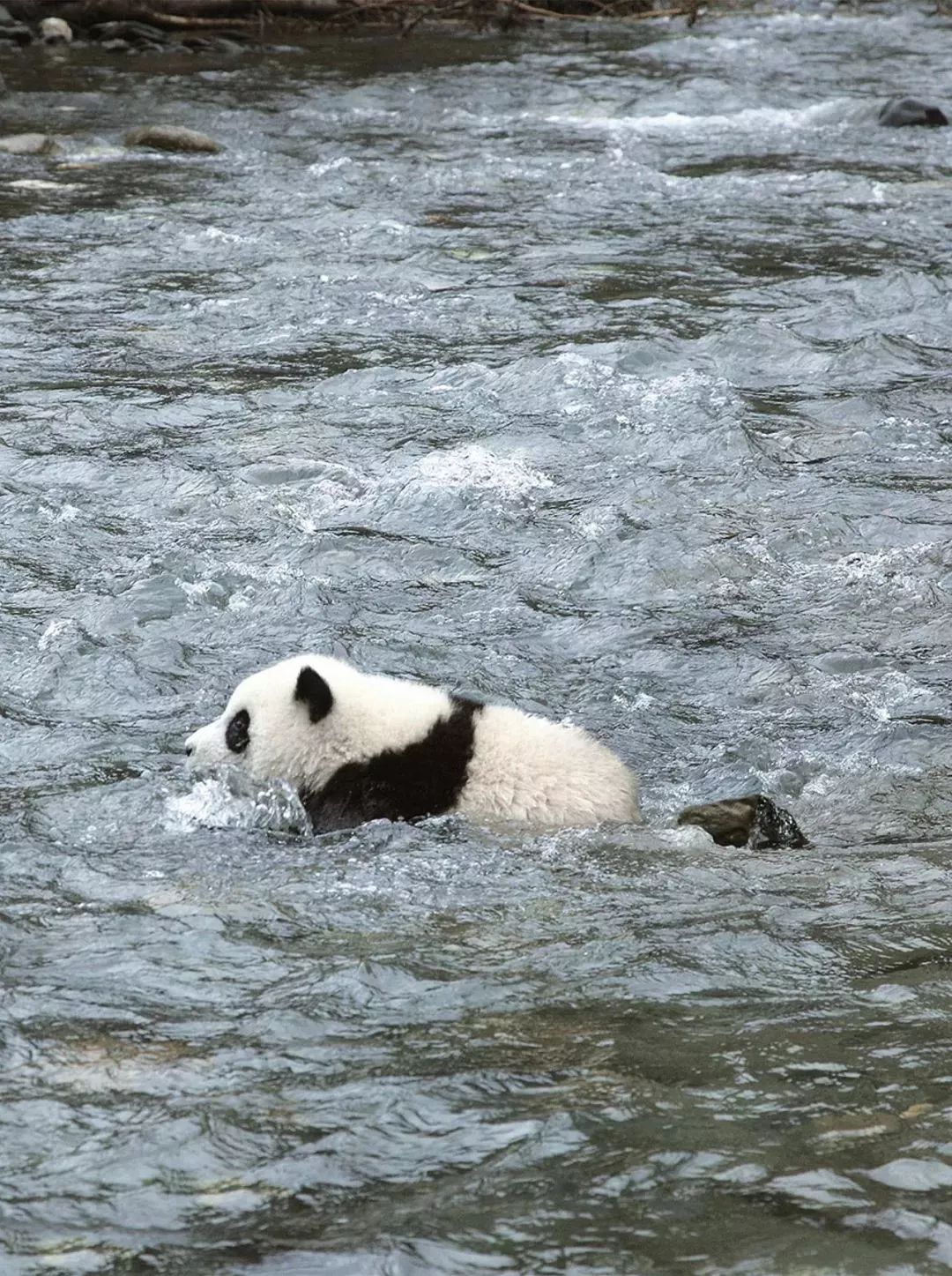 【荐读】熊猫:萌啥子哟,我是要雄起!