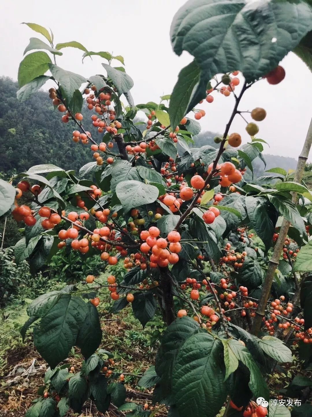 五一去千岛湖要预约吗,五一杭州千岛湖自驾游攻略