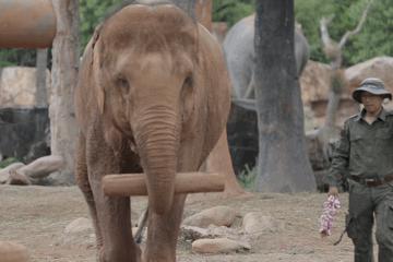 上海野生动物园游览攻略,上海野生动物园的旅游路线示意图