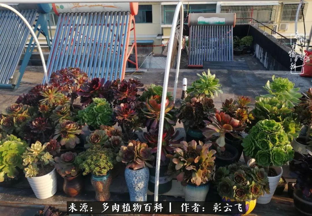 爱春天,爱阳光,爱法师!让我们一起跳法师坑吧!