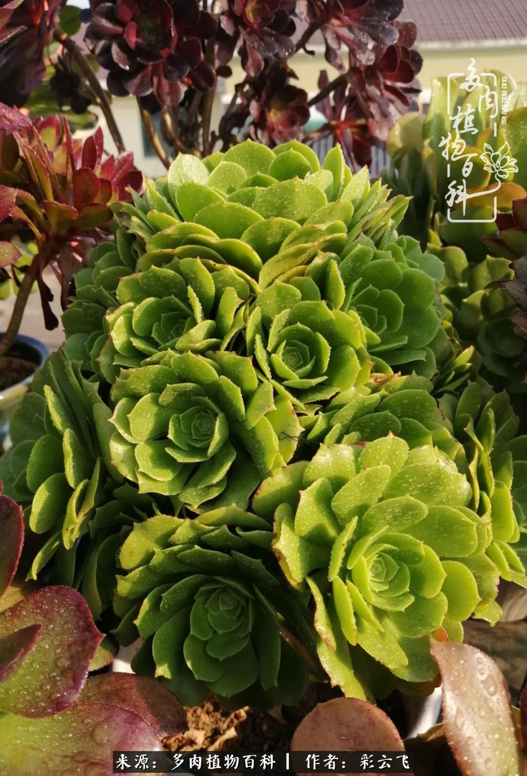 爱春天,爱阳光,爱法师!让我们一起跳法师坑吧!