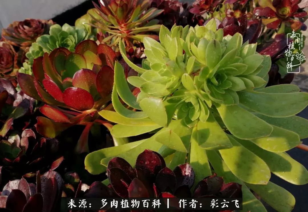 爱春天,爱阳光,爱法师!让我们一起跳法师坑吧!