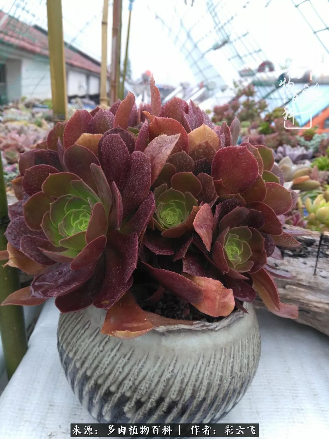 爱春天,爱阳光,爱法师!让我们一起跳法师坑吧!