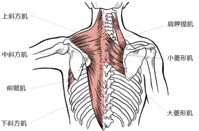 童星逆袭式长大后的样子,童星逆袭到世界冠军