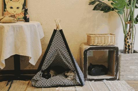 来成都享受美景美食，顺便挼（ruá）个猫可好？