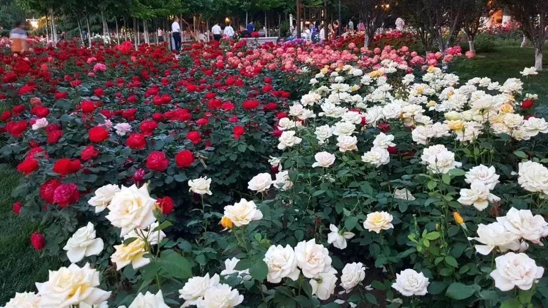 天津免费18个公园,城事天津